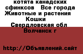 котята канадских сфинксов - Все города Животные и растения » Кошки   . Свердловская обл.,Волчанск г.